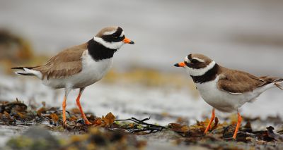 Fewer waterbirds travelling to winter in UK